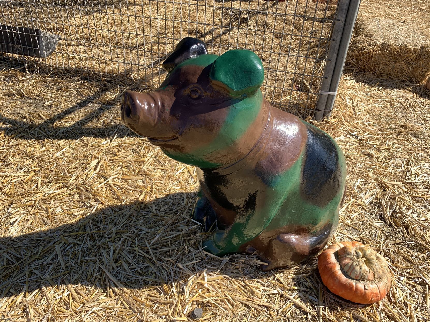 2020 Pumpkin patch